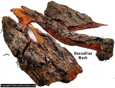 Sassafras roots is about wasting time and being completely unproductive. Sassafras - Sassafras albidum | Root Buyer