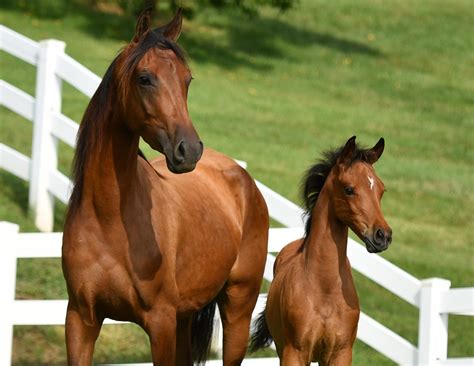 Arabian horse contest in kuwait. WCM-Q research helps shed light on genetic heritage of ...