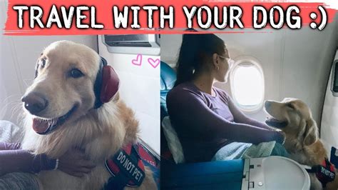 In addition to the kennel, you are permitted to bring one personal item onboard the aircraft. First Time Flying with My Dog! DO's & DON'TS :) - YouTube