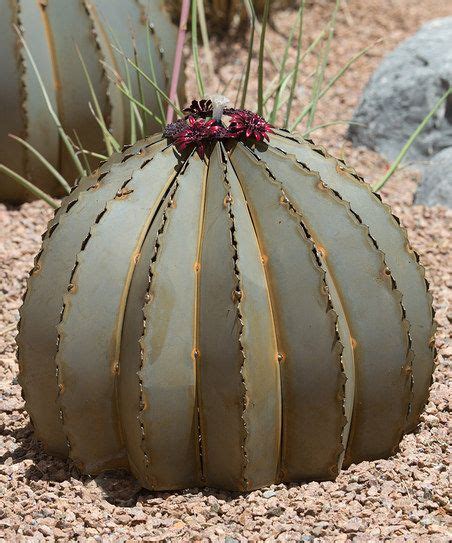 Follow this simple guide to learn how to grow your own mescaline cactus from seed. 70+ ideas de Nombres de Cactus | cactus y suculentas ...