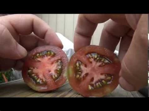 Check spelling or type a new query. Cosmic Eclipse Tomato, Solanum lycopersicum, TASTE TEST ...