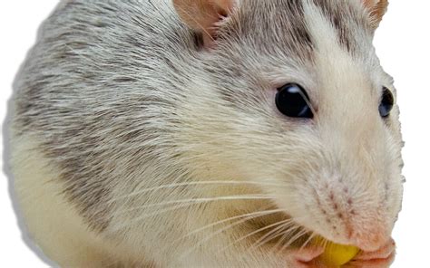 However, western michigan pest control company aaa pest control environmental services uses the highest quality products, shows up on time and employs certified techs. 10 Easy Rodent Tips For Homeowners | Johnny B Pest Control