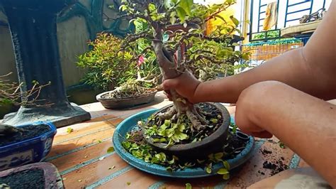 Maybe you would like to learn more about one of these? CARA MERAWAT BONSAI ANTING PUTRI - YouTube