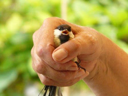 mimpi menangkap burung 3 ekor