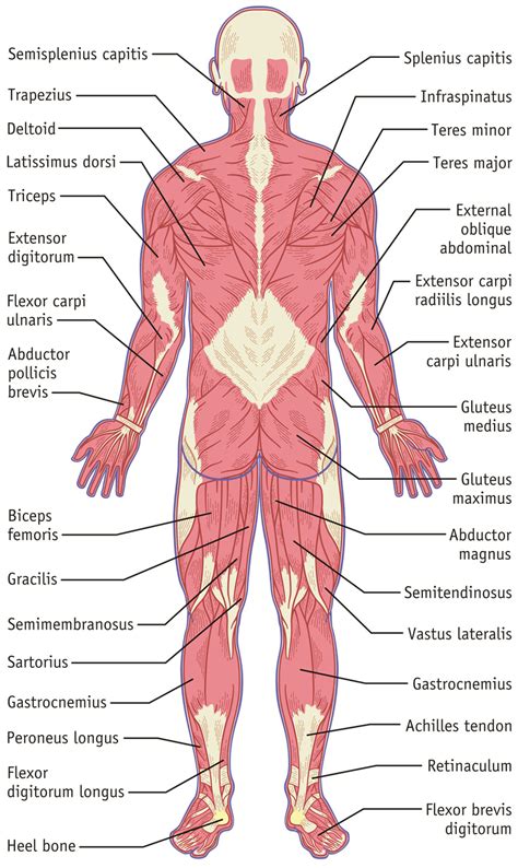 Human muscle system, the muscles of the human body that work the skeletal system, that are under voluntary control, and that are concerned with movement, posture, and balance. Muscular System, Back - Hilmers Studios