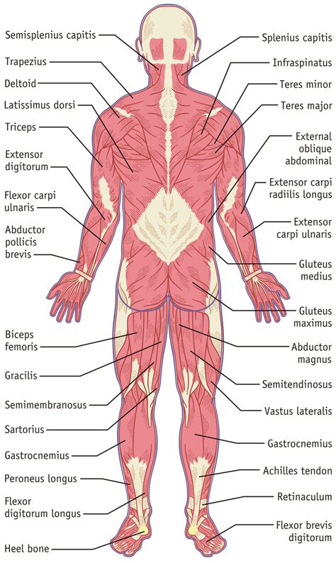 Their predominant function is contractibility. Muscular System, Back - Hilmers Studios