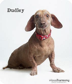 We rescue pets of all breeds, ages, and sizes. Chandler, AZ - Dachshund/Xoloitzcuintle/Mexican Hairless ...