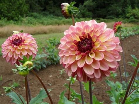 How big will a dahlia flower bloom? foxy lady dahlia- had the most flowers from this one in ...