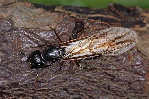 Die schwarze rossameise (camponotus herculeanus) ist eine ameisenart aus der gattung der rossameisen (camponotus). Camponotus herculeanus / Schwarze Rossameise / Ameisen ...