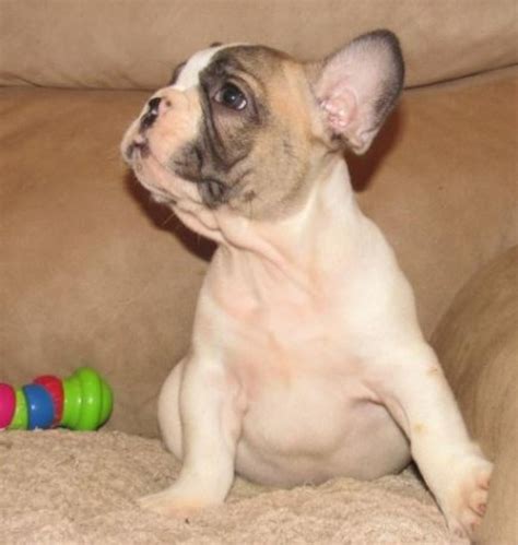 The breed is the result of a cross between toy bulldogs imported from england, and local ratters in paris, france, in the 1800s. Monicea: Cheap French Bulldog Puppies Under 500 Massachusetts