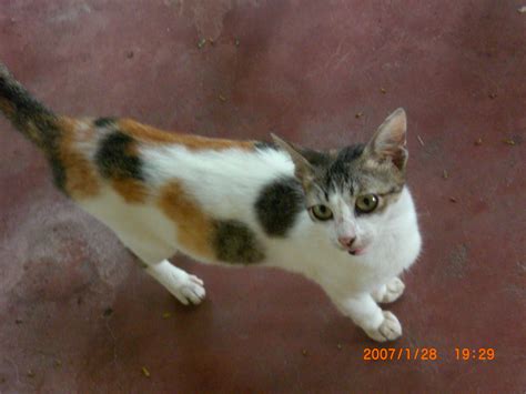 How big will my cat get when pregnant konu başlığında toplam 0 kitap bulunuyor. Cat Sanctuary Pictures