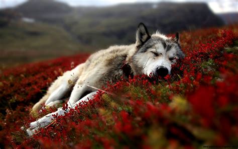 Find the best wolf wallpaper on wallpapertag. Wolf Wallpapers | Wallpapers Box