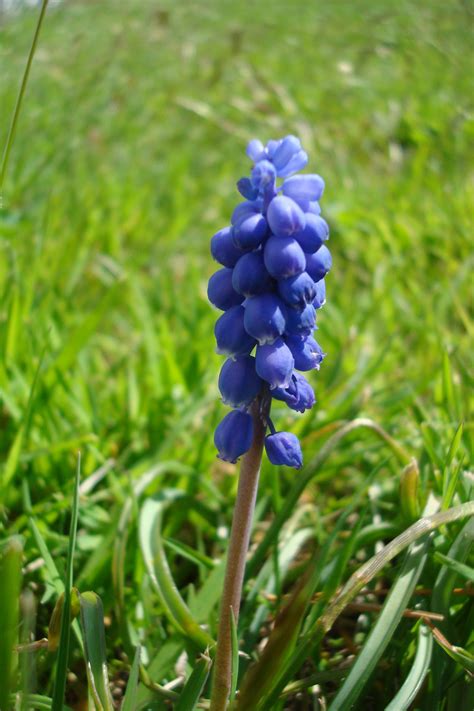 Hours may change under current circumstances Beautiful little wildflower I found in Connecticut | Wild ...