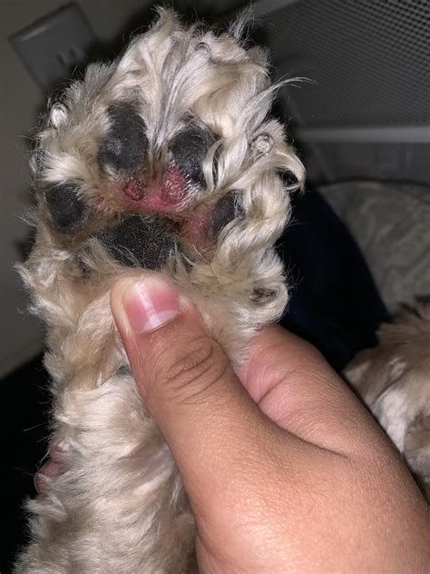On average, expect to pay between $30 and $90 for standard grooming, depending on the size of your pet and its amount of fur. Petco Nail Trim Cost Dog - Nail Ftempo
