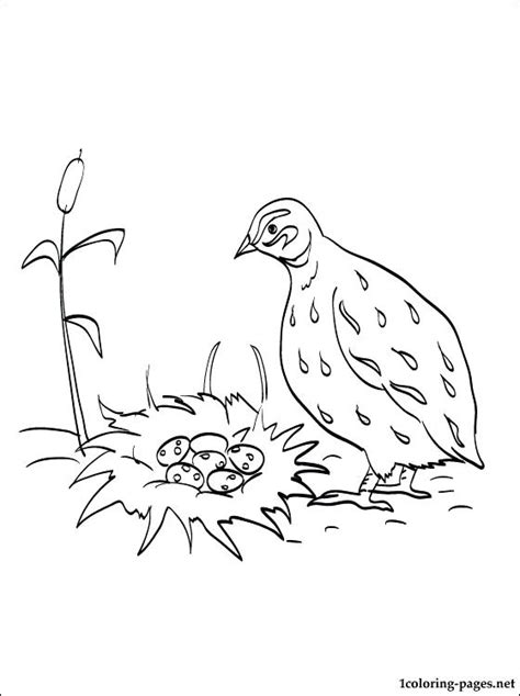 You might also be interested in coloring pages from quails category. California Quail Coloring Pages at GetColorings.com | Free ...