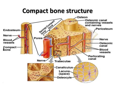Label femur diagram handout review the following terms: Histo - bone