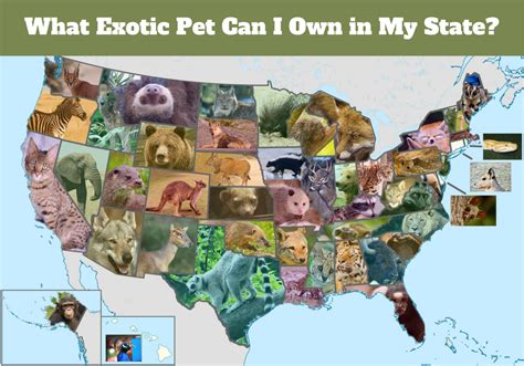 They make us laugh, comfort us when we're sick or upset, and are always there for us no matter what. This Exotic Pet Is Legal in Your State - PetHelpful - By ...