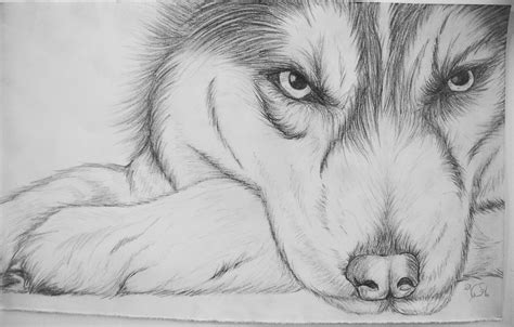 See more ideas about horse drawings, drawings, horse art. Husky sketch | Pencil drawings of animals, Husky drawing ...