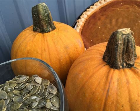 Grown from seeds of a store bought pepper. Pumpkin Pictures - National Garden Bureau | # ...