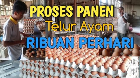 8 cara ternak ayam petelur dari awal hingga panen, untung puluhan juta! Proses panen ayam petelur - YouTube