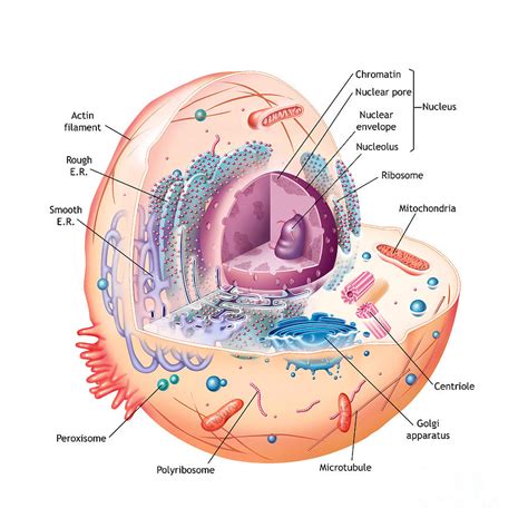 Infants boys kids educational illustrations. Animal Cell Illustration Labeled Photograph by Carlyn Iverson