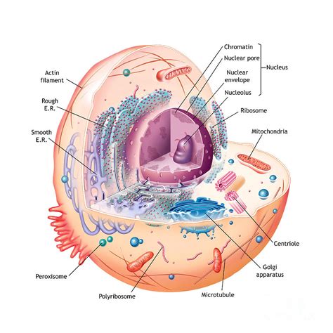 Lysosomes were discovered by christian rene de duve, a belgian cytologist in the 1950s. Animal Cell Illustration Labeled Photograph by Carlyn Iverson