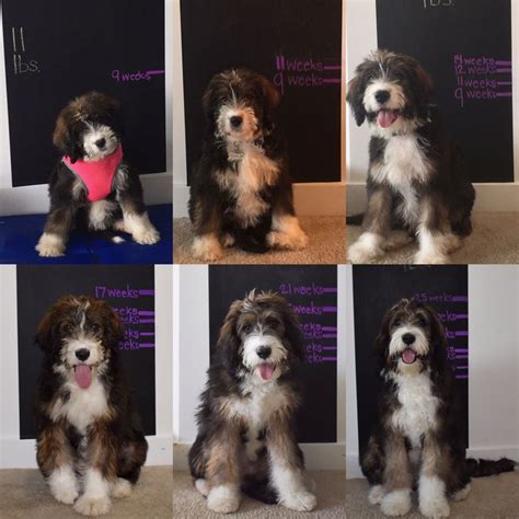 But it's essential to adopt a puppy that will fit your home, lifestyle, and puppy development stages with growth charts and week by week guide. Growth chart for puppy puppy growth picture chalkboard doodle #puppygrowthchart | Puppy growth ...
