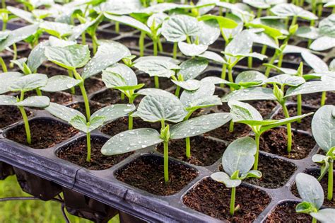 Die meisten tomatensamen säen sie im frühjahr. Gurken pikieren » So wird's gemacht