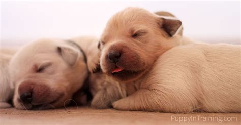 Golden retriever puppies should be sturdy and nicely plump, but not too plump. When Do You Take A Newborn Puppy To The Vet? - Puppy In ...