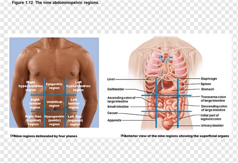 Some of the cases are serious, while others are not. Anatomical Quadrants Of The Body : Language Of Anatomy ...