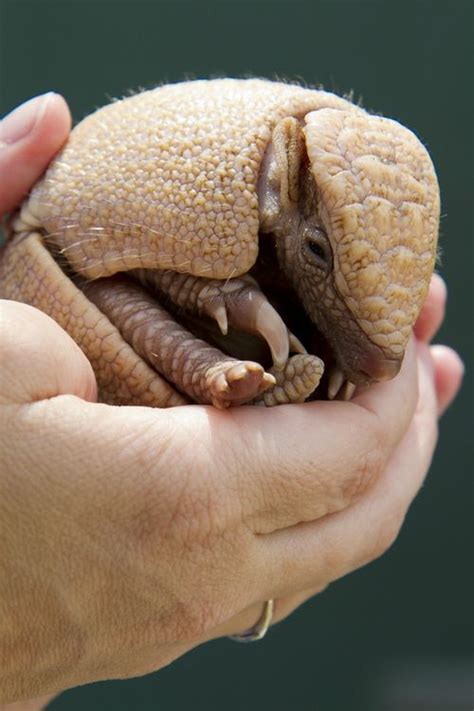 .and check out this squirter! Busch Gardens - ZooBorns