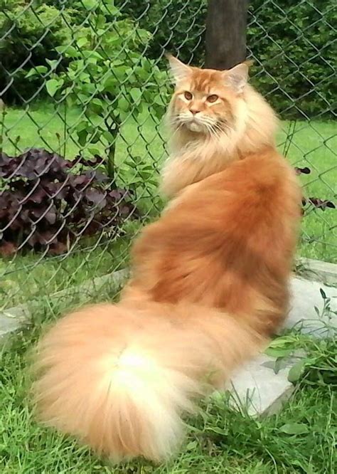 Welcome to maine coon cat lovers and fall in love with these amazing cats! Pin on Maine Coon