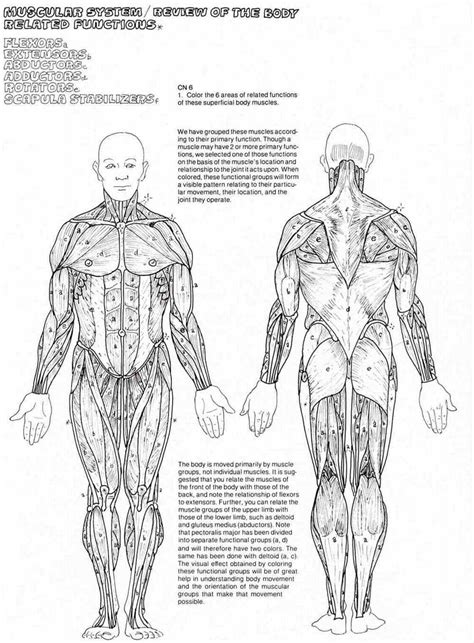 Anatomy posters and anatomy charts. Anatomy Coloring Book Muscles Pdf - Free Coloring Page