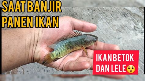 Baca juga >> erek erek ikan cupang. Banjir Jabodetabek 2020 Ada Ikan nya - YouTube