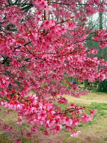 Alabama's warm, hospitable climate provides excellent growing conditions for a wide variety of flowering trees. 73 best Best Trees for Alabama images on Pinterest ...