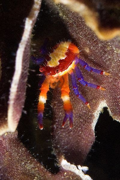 What are the squat lobsters?footage from evnautilus. theoceaniswonderful: " Squat Lobster - Jervis Bay by ...