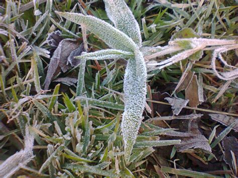 A geada é um fenômeno meteorológico que consiste em depósito de gelo nas superfícies expostas ao frio que estejam em temperaturas iguais ou inferiores a 0°c. O que é geada?