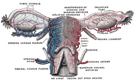 Where does the internal anatomy of a female begin? Vascular Anatomy of the Female Pelvis