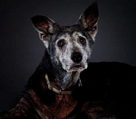 Looks with myke the makeupguy: Garry Gross Dog Photography