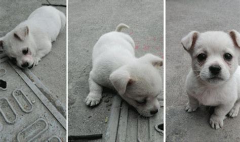 We did not find results for: Menghibakan! Anak anjing ini seringkali dilihat duduk di ...