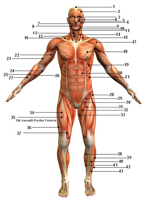 Our muscle chart & diagram below lists the scientific name for to you our muscle chart, match the corresponding number on the muscle diagram with the one listed in the muscle chart. MAshooq: Human Body