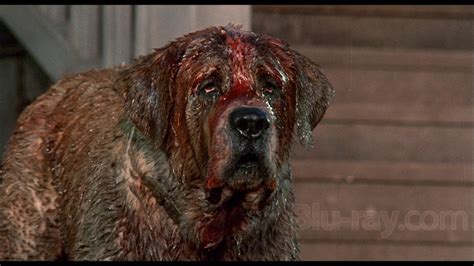 As a family movie it succeeds with some. Why Cujo Still Frightens Audiences - Popcorn Horror