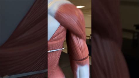 Along it are easily palpable spinous processes by palpation of the cervical vii and all lying. BIO 271 Muscle anatomy: Back muscles - YouTube