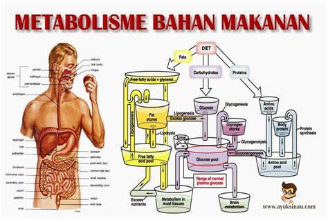 Jeng jeng jeng jeng backsound detective conan (niru bio twit seseorang :p) kalo g ada perhitungan bukan farkin namanya. Contoh Soal Tentang Metabolisme - Soal Kita