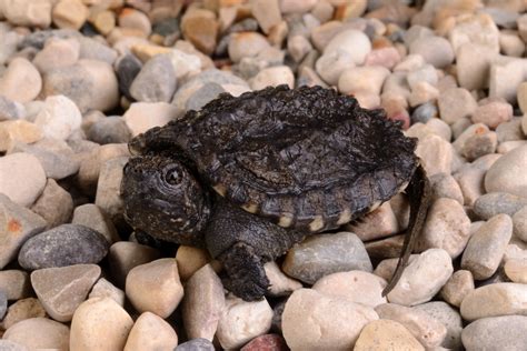 I will go over the basic setup and requirements for properly keeping and raising aquatic. Turtle-y Cute - That's the Baby Snapping Turtle