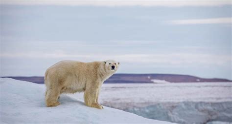 Kerstin langenberger, une photographe allemande . Image Plage Ours Polaire Pix - Pewter