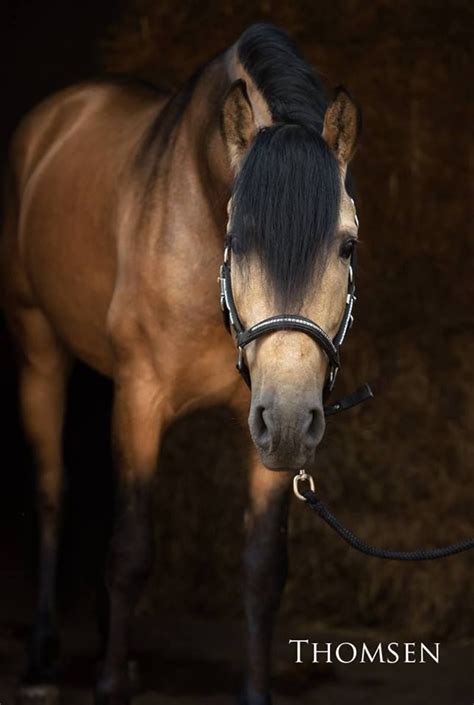 It dilutes both red and black pigment, but leaves certain areas partially unaffected, resulting in the so called 'primitive markings', including a dorsal stripe, leg barring. Buckskin Horse Look A Lot Alike Spirit 100,1000% From Spirit Stallion Of The Cimarron 2002 Movie ...