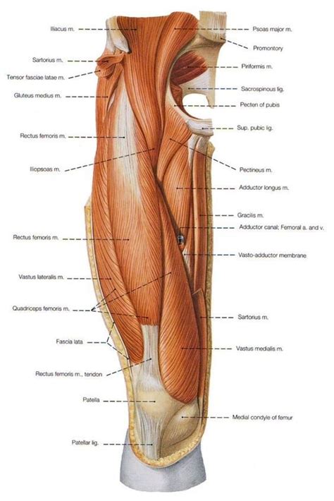 The adductor longus and gracilis both originate form from the pubic bone. Pin on Human Anatomy Drawing