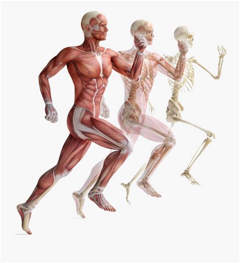 Anatomy of the muscular system chapter 10 281. Muscle Anatomy Png - Muscular System Png , Free ...