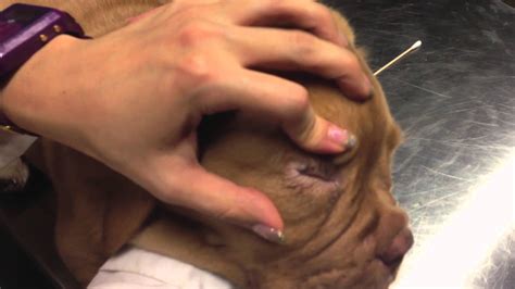 Prognosis of entropion in dogs the short term prognosis can be guarded if secondary trauma and self injury have occurred. Entropion in Dogs Symptoms, Causes, Types, Corrective ...